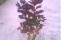 Cotinus coggygria Royal Purple, Cserszömörce
