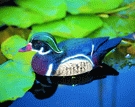 Dekor kacsa "Carolina kacsa hím" kerti tó dekoráció