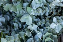 Eucayptus "Baby Blue" Kék lombú eucalyptusz