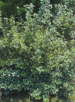 Euonymus fortunei Emerald Gaiety, Kecskerágó