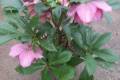 Helleborus Snow Rose /30-35/