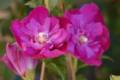 Hibiscus syriacus Purple ruffles