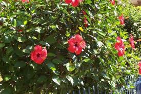 Hibiscus Rosa Sinensis, Szobai hibiszkusz