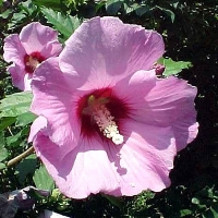 Hibiscus syriacus, Mályvacserje