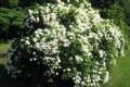 Hydrangea pan. Grandiflora, Hortenzia