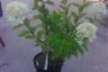 Hydrangea paniculata Limelight, Bugás hortenzia