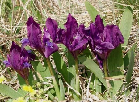 Iris spuria, Nőszirom