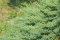 Juniperus procumbens Nana /10-20/, Kúszó boróka