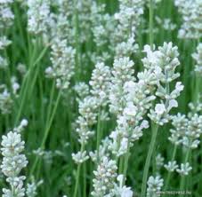 Lavandula angustifolia Elegance White /14-es cserép/