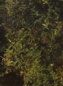 Lonicera japonica purpurea, Bordó levelű japán lonc