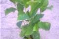 Magnolia liliflóra Nigra /40-60/, Liliomfa