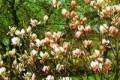 Magnolia x soulangiana Alexandrina, Liliomfa