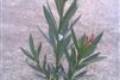 Nerium oleander /40-50/, Leander