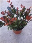 Photinia fraseri Little Red Robin, Korallberkenye