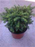 Picea abies Little Gem 20-30/, Törpe fenyő
