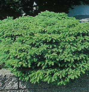 Picea abies Nidiformis /30-40/, Törpe fenyő