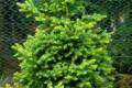 Picea abies Will's Zwerg /20-40/, Törpe lucfenyő