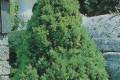 Picea glauca Conica /50-60/, Cukorsüvegfenyő