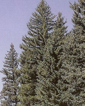 Picea pungens /40-60/, Ezüstfenyő