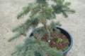 Picea pungens Glauca Procumbens /40-50/