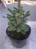 Picea sitchensis Midget /30-40/