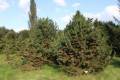Pinus aristata Horák, Pinus aristata Horák