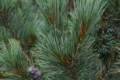 Pinus cembra glauca compacta /20-40/