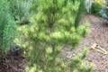 Pinus densiflora Oculus-draconis /50-60/