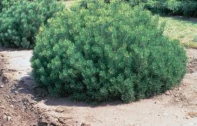 Pinus mugo /40-50/, Havasi törpefenyő
