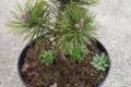 Pinus mugo Pici /20-30/