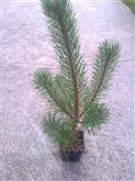 Pinus mugo var. Mughus /30-40/, Törpefenyő