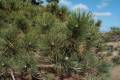 Pinus nigra /80-100/, Feketefenyő