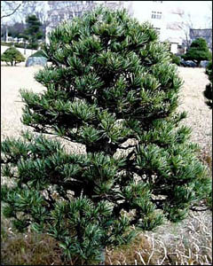 Pinus parvifola /20-40/