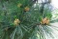 Pinus peuce, /25-35/ Balkáni selyemfenyő