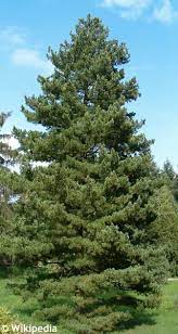 Pinus peuce, /25-35/ Balkáni selyemfenyő