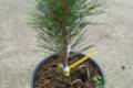 Pinus sylvestris Fastigiata /20-30/