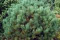 Pinus sylvestris Watereri /40-60/