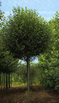 Prunus fruticosa Globosa /TM 130/, Gömb csepleszmeggy