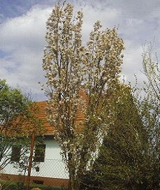 Prunus serrulata Amanogawa /150-200/, Oszlopos díszcseresznye