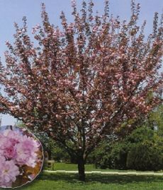 Prunus serrulata Kanzan /100-150/, Díszcseresznye