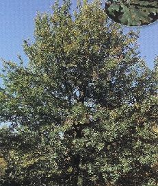 Quercus robur /150-200/, Kocsányos tölgy