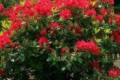 Rhododendron /50/, Örökzöld havasszépe