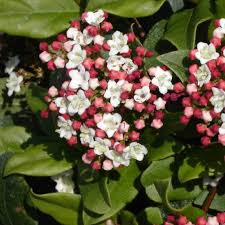 Viburnum tinus Quimper, Örökzöld Bangita