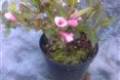 Weigela flor. Purpurea Nana, Törpe rózsalonc