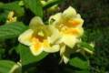Weigela Middendorffiana, Sárga virágú rózsalonc